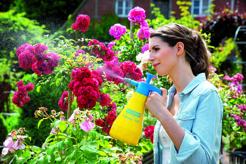 Frau besprüht mit Pflanzenspritze Gloria Hobby pinke Blumen im Garten