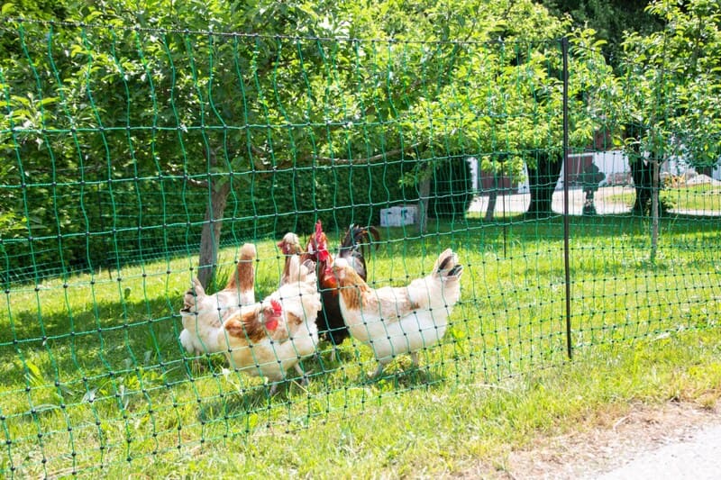 Grünes Geflügelnetz aufgestellt vor 4 Hühnern auf der grünen Wiese
