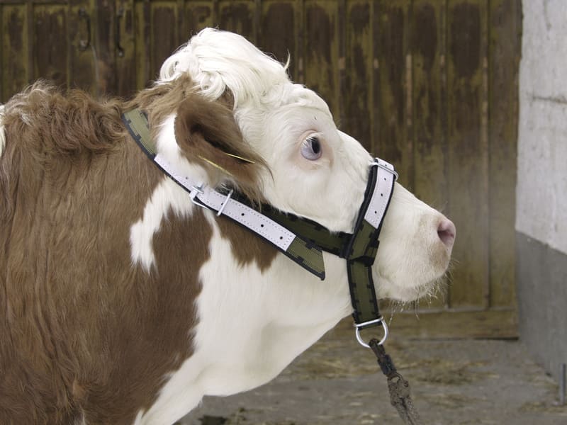 Rinder & Jungbullen Halfter am Bullenkopf