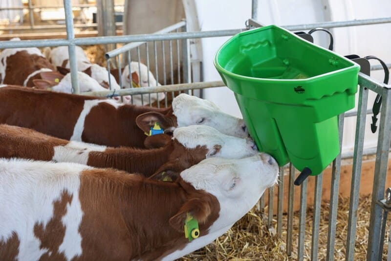 Grüner Multi Feeder an einem Zaun während drei rotbunte Kälber daran saugen