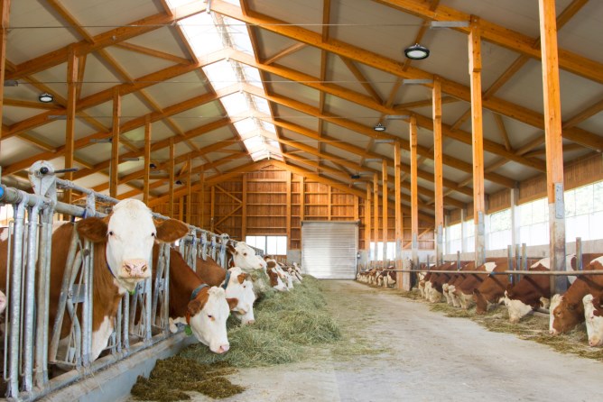 Der 240 W Kerbl LED Hallenstrahler  an der Decke an einem Holzbalken im Kuhstall montiert