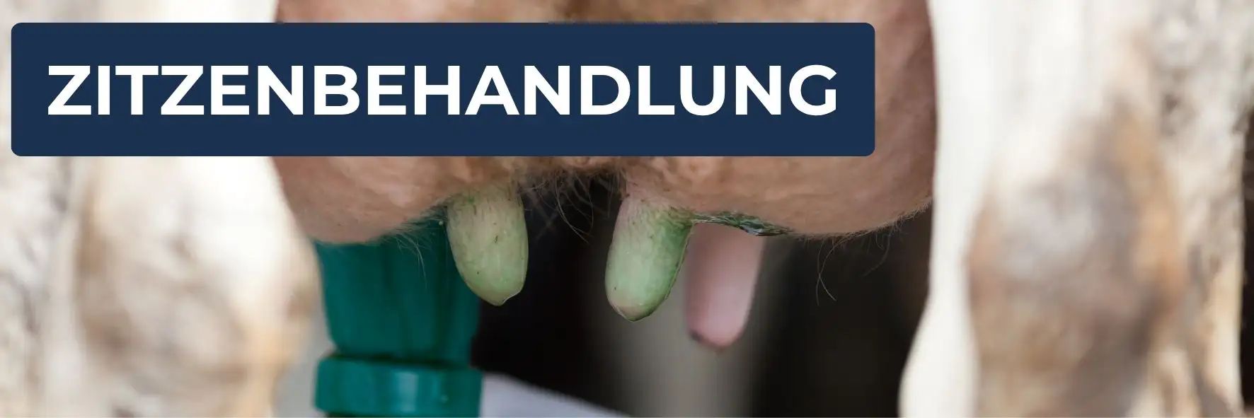 Produkte zur Zitzenbehandlung und Euterhygiene bei Milchkühen